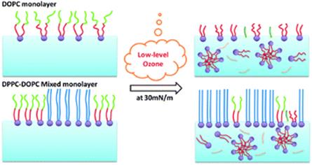 Graphical abstract: Structure and stability studies of mixed monolayers of saturated and unsaturated phospholipids under low-level ozone